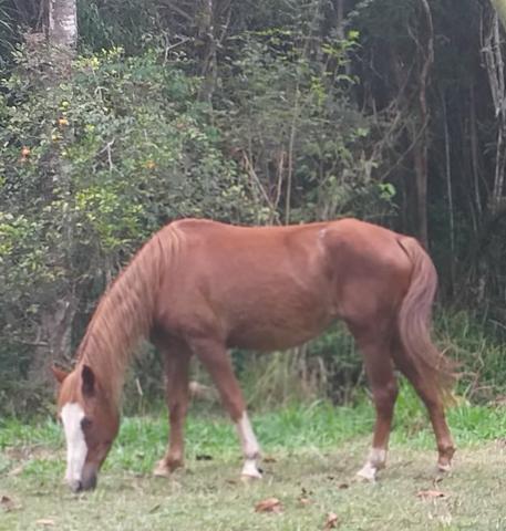 1 egua manga larga mais 1 cavalo mini horse R$ 3.500