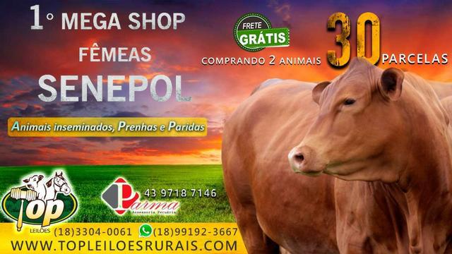 18ZZ]] Shop Senepol PO Super Plantel ! Em 30 parcelas _