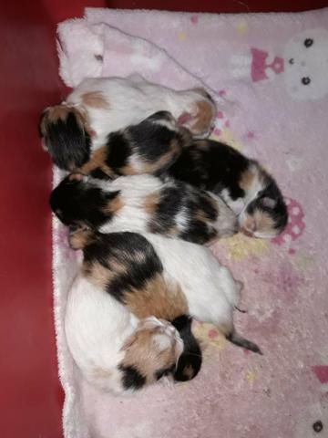 7 filhote de gato persa tricolor fêmea