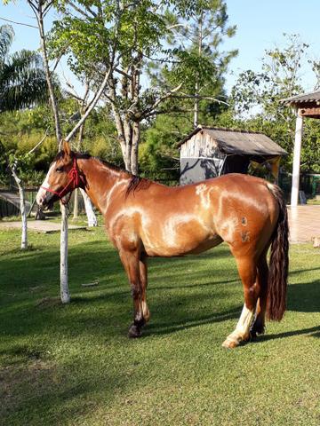Barbada linda égua crioula