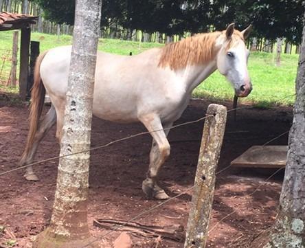 Cavalo Manga Larga Machador