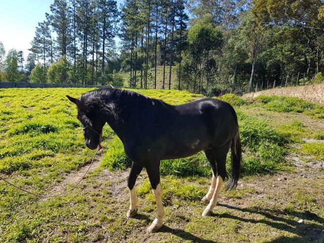 Cavalo Mangalarga Marchador R$ 9000,00