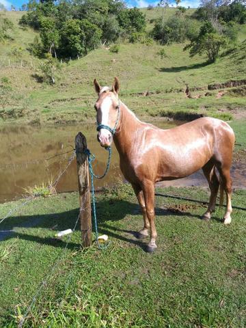 Cavalo QM baio amarilio