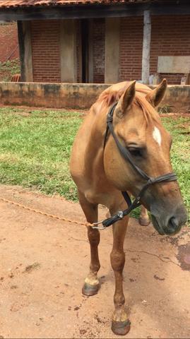 Cavalo QM bulldog