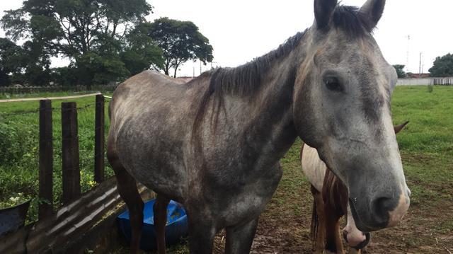 Cavalo Turdilho 2 anos e 5 meses