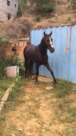 Cavalo alazão tostado de marcha picada - Cavalos e acessórios - Mata de São  João 1246892923