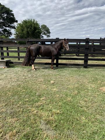 Cavalo crioulo laçando de ótima genética