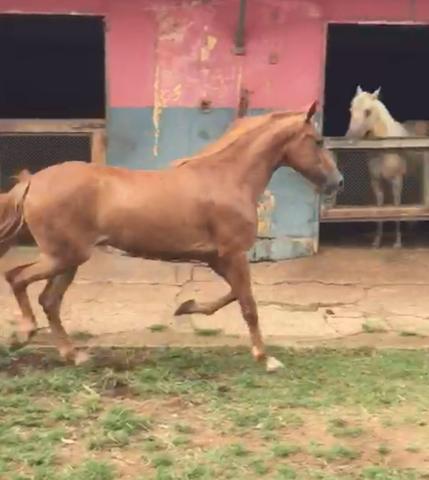 Cavalo (egua) mangalarga