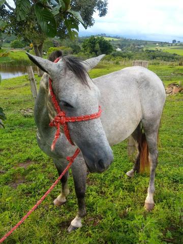 Cavalo muito bom