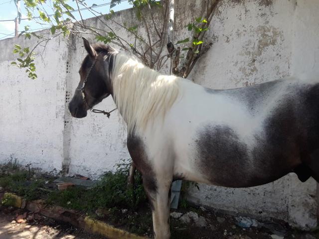 Cavalo pampa pra vender bom de cela