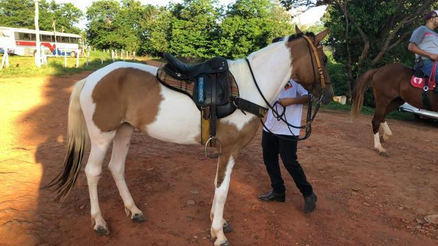Cavalos