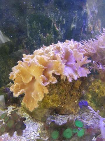 Corais marinho