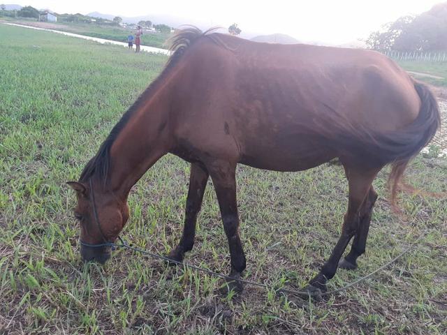 Dois cavalos