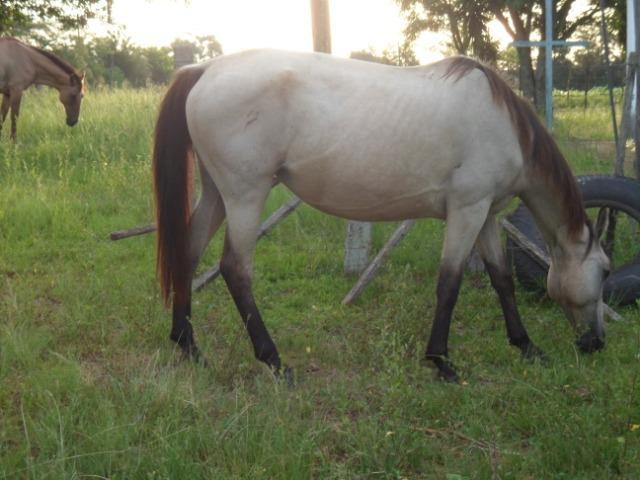 Eguas varias