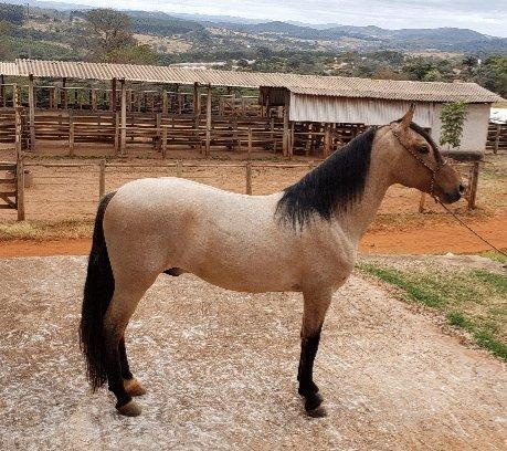 Garanhão Mangalarga Marchador