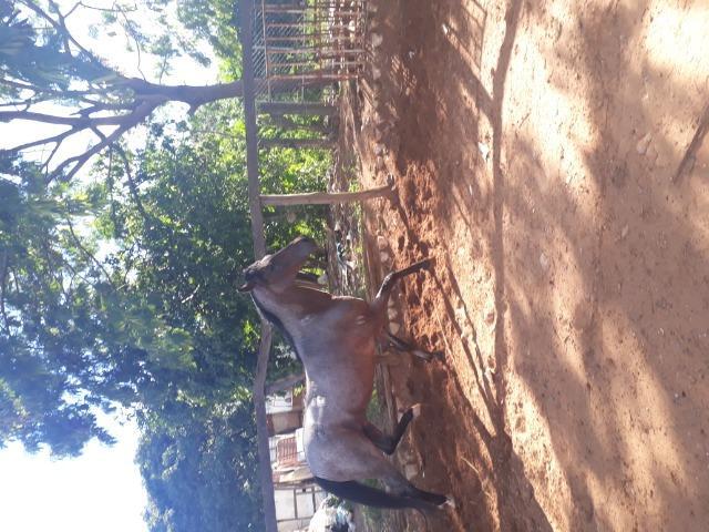 Garanhão Mangalarga marchador, filho do trevo do espraiado,