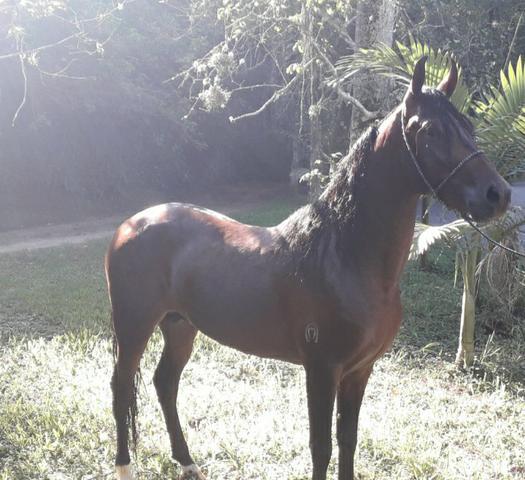 Garanhão vendo ou troco