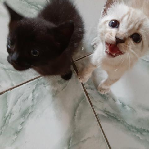 Gatinhas para Adoção