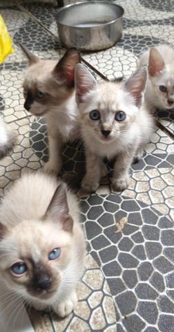 Gatinhos
