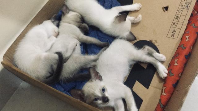 Gatos para doar