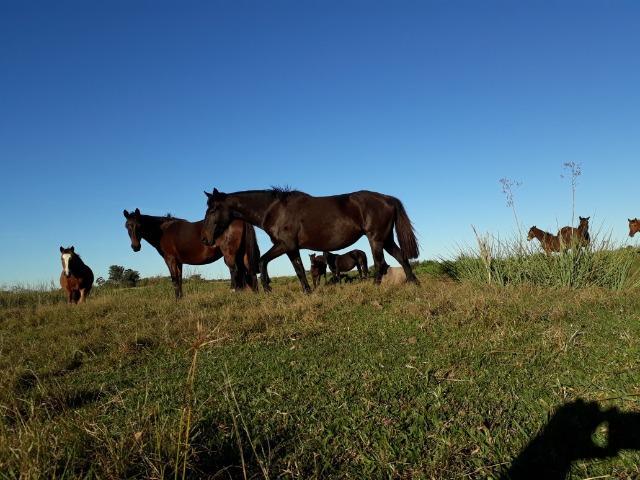 Lote de éguas crioulas