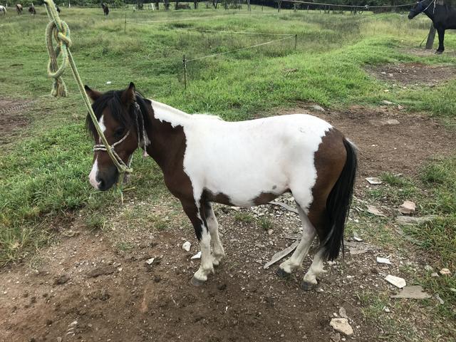 Ponei macho castrado