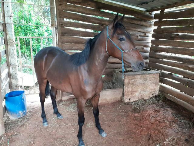 Potro argentino american trotter