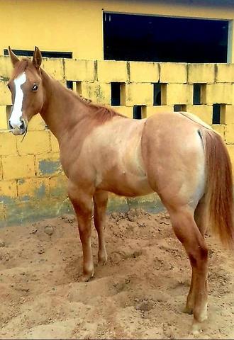 Potro - paint horse