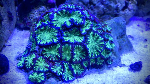 Venda de corais - aceito trocas