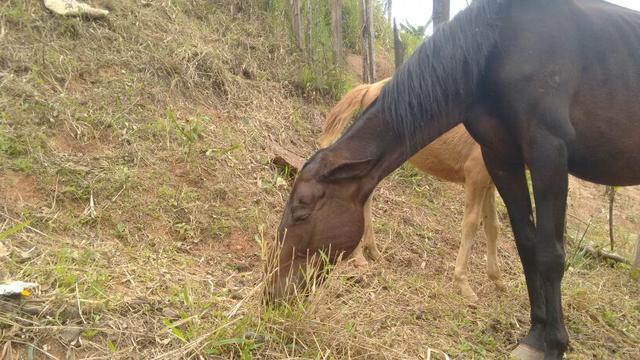 Vende ou troca