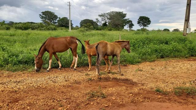 Vendo 3 eguas, 3 potros e 1 cavalo