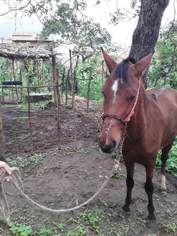 Vendo cavalo de raça. 1.200