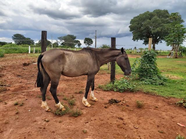 Vendo cavalo manso