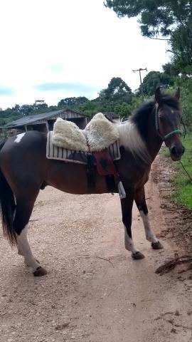 Vendo cavalo pampa