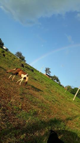 Vendo égua e potra (aceito gambira)