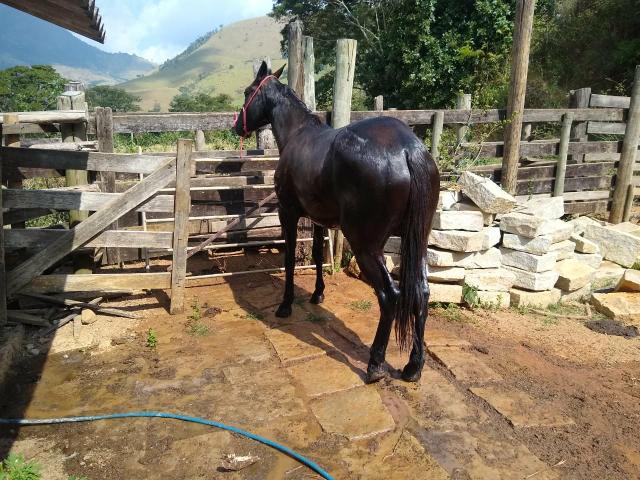 gua Paint horse