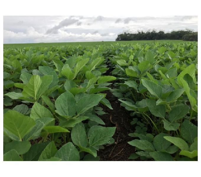 854 Alq. a Melhor Terra De Lavoura A Venda Em Wanderlândia