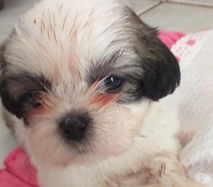 Filhotes da raça shihtzu