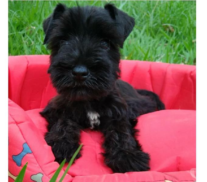 Schnauzer macho