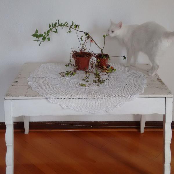 mesa vintage