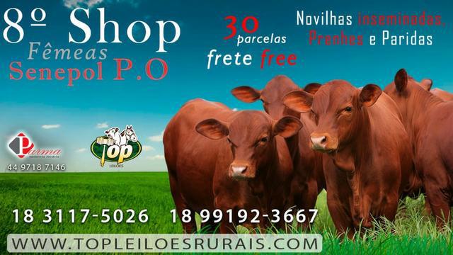 91EB]] Shop Senepol PO em 30 parcelas | Novilhas Prenhas