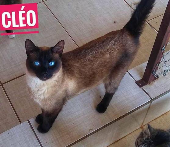 Adoção da Cleo, castrada, vacinada