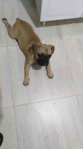 Bulldog francês 4 messes