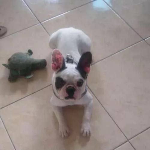 Cachorro