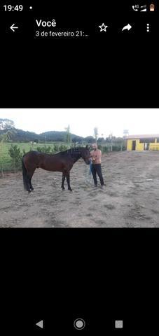 Caranhao manga larga