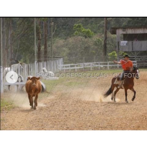 Cavalo Crioulo