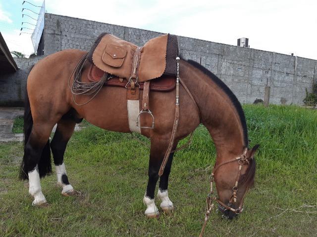 Cavalo Crioulo, Baio de Fundamento