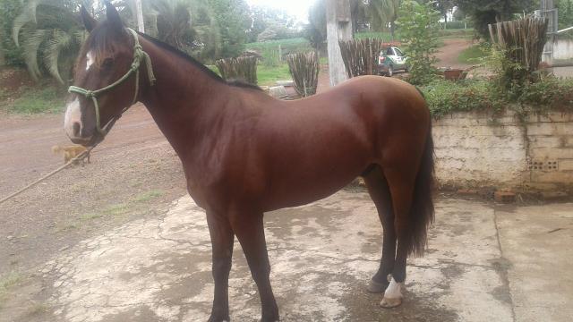 Cavalo Crioulo Castrado
