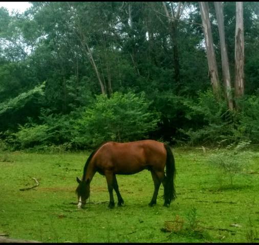 Cavalo Crioulo Macho Castrado