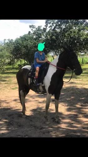Cavalo Mangalarga Machador Pampa De Castanho